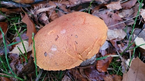 koźlarz pomarańczowożółty