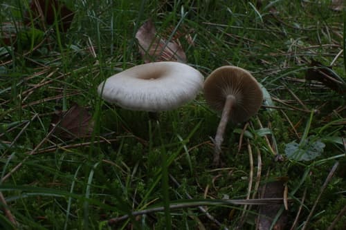 Clitocybaceae