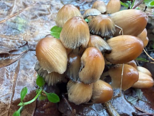 Micacei