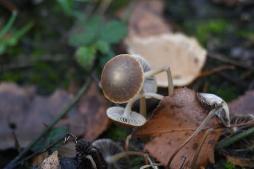 Kruchaweczka wysmukła