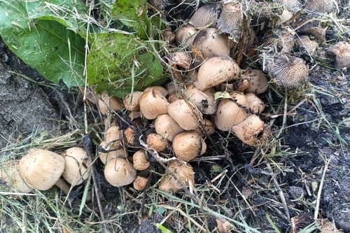 Coprinellus