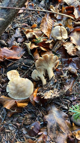 Tricholomatineae