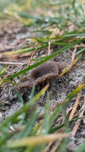 Arrhenia griseopallida