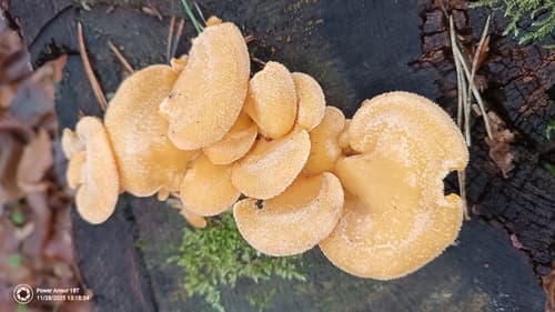 Boczniaczek pomarańczowożółty