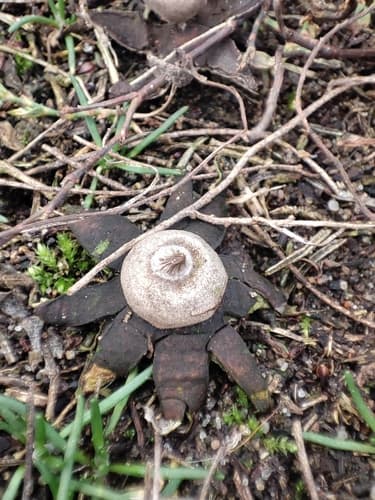 Geastrum campestre
