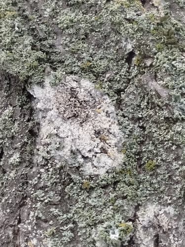 Błonka dwuzarodnikowa