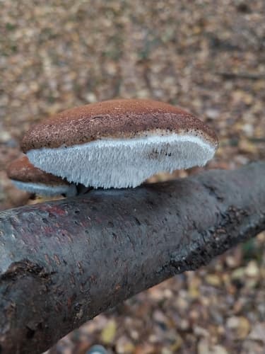 Auriculariales