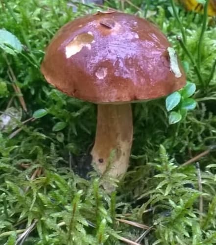 Podgrzybek brunatny