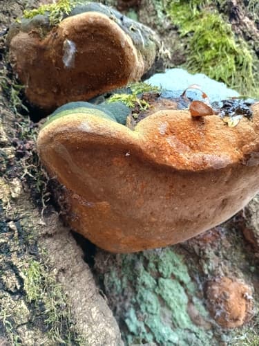 Fomitiporia