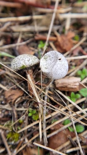 Tulostoma fimbriatum