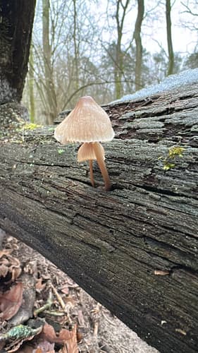 Grzybówka hełmiasta