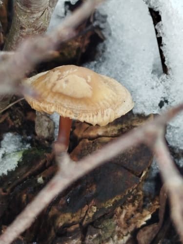 Łysostopek twardzioszkowaty