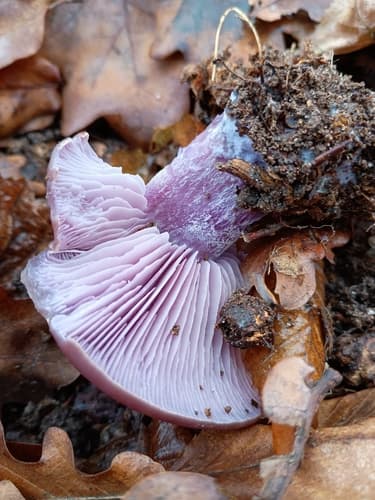 Collybia