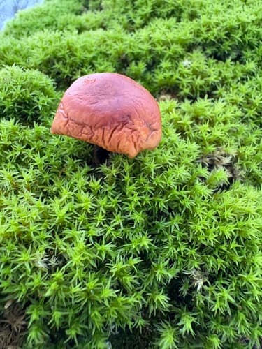 Gymnopilus liquiritiae