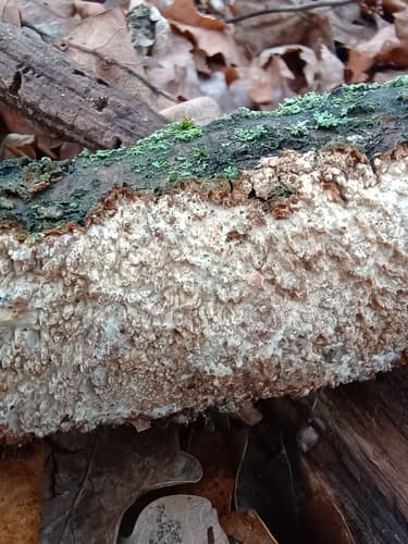 Radulomyces molaris