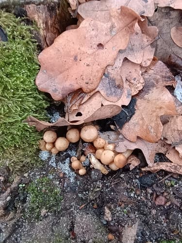 Coprinellus