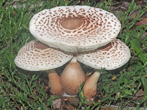 Macropsalliota americana