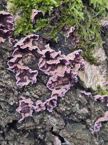 Chrząstkoskórnik purpurowy