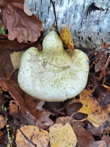 Białoporek brzozowy