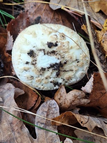 Muchomor cytrynowy