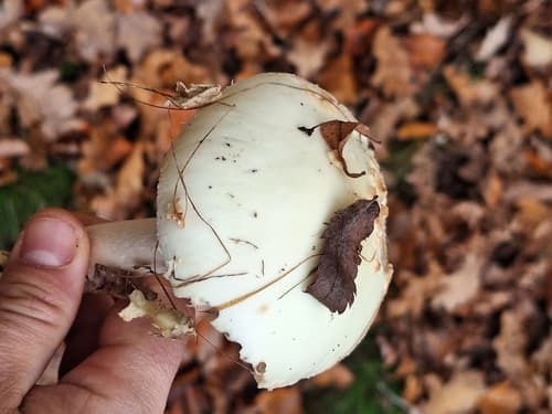 Muchomor cytrynowy