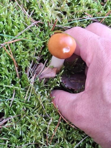 Amanita fulva