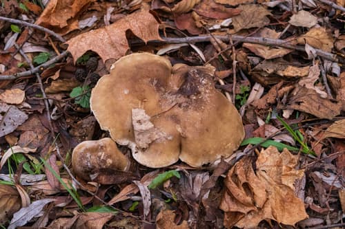 Leucopaxillus gentianeus