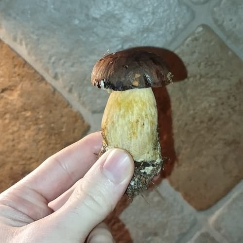 Podgrzybek brunatny