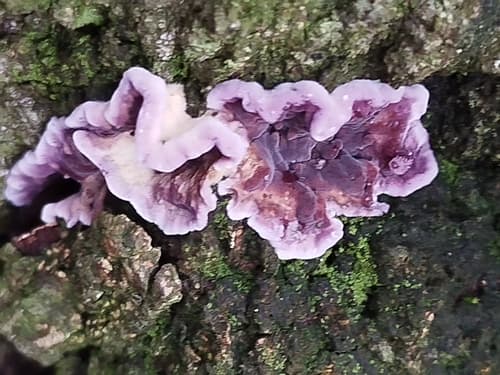 Chrząstkoskórnik purpurowy