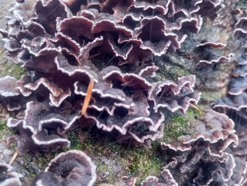 Chrząstkoskórnik purpurowy