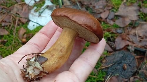 Podgrzybek brunatny