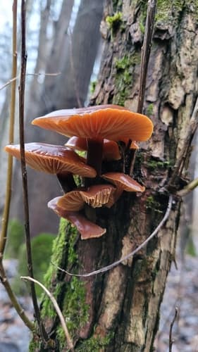 Płomiennica