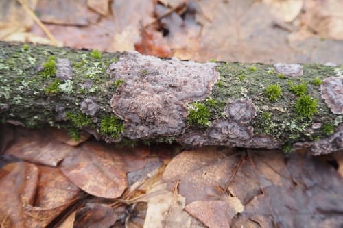 Powłocznica dębowa