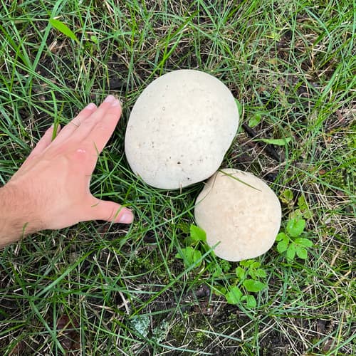 Purchawka oczkowana