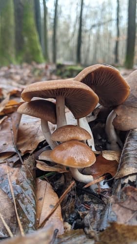 Kruchaweczka Namakająca