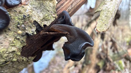 Auriculariaceae