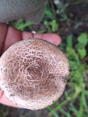 Verrucosporaceae