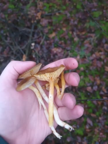 Wodnicha późna