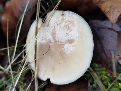 Monetnica szarobrązowa