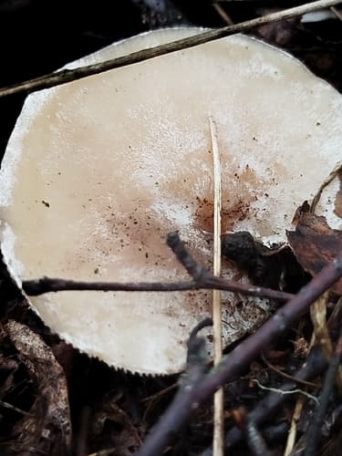Lejkówka liściowa