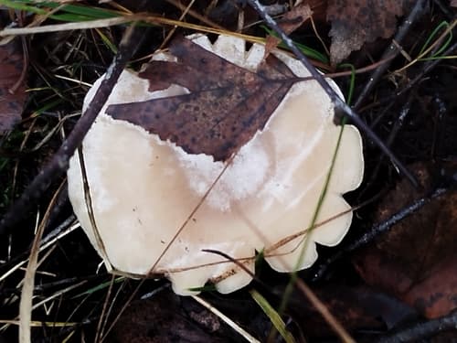 Lejkówka liściowa