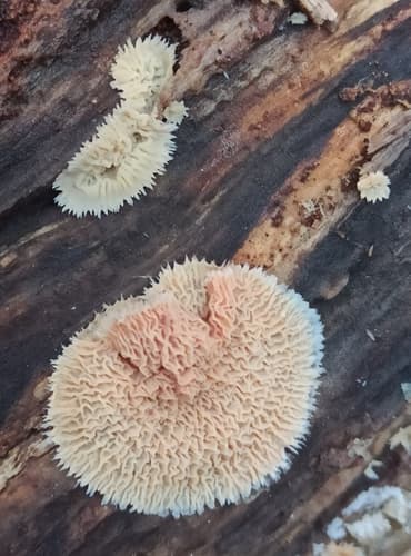 Merulius