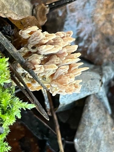 Phaeoclavulina eumorpha