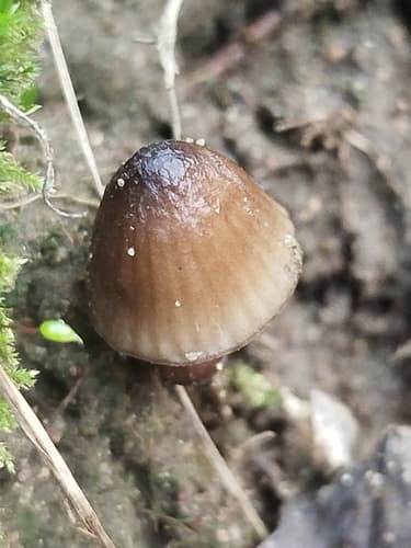 grzybówka chlorowonna