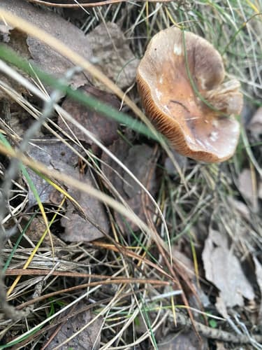 Agaricineae