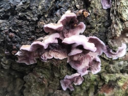 Chrząstkoskórnik purpurowy