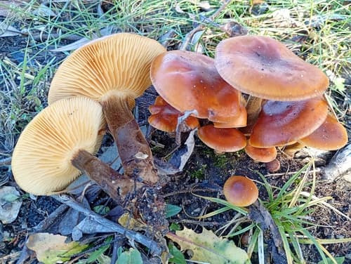 Płomiennica