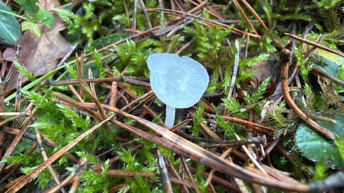 Pieczarkowce