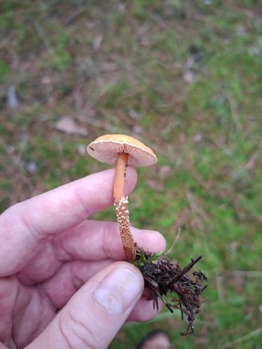 Cystoderma