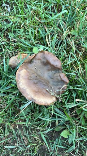 Tricholomatineae